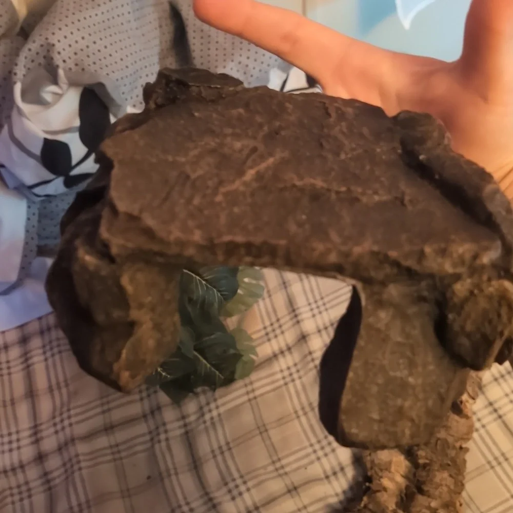 reptile supplies